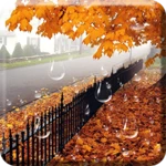 maple droplets live wallpaper android application logo